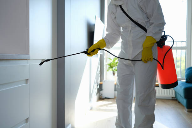 Attic Mold Removal in Arcadia, SC
