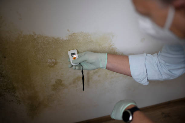 Professional Mold Removal in Arcadia, SC