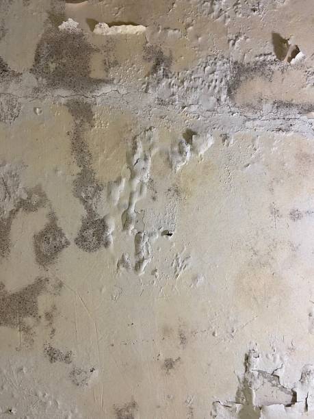 Best Office Mold Removal Services  in Arcadia, SC