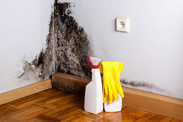 Best Attic Mold Removal  in Arcadia, SC