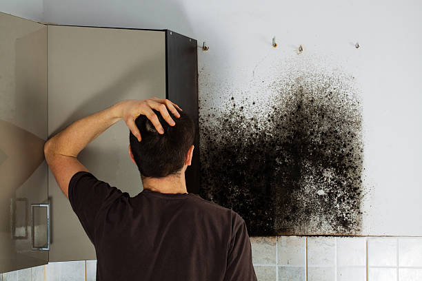 Best Black Mold Removal  in Arcadia, SC